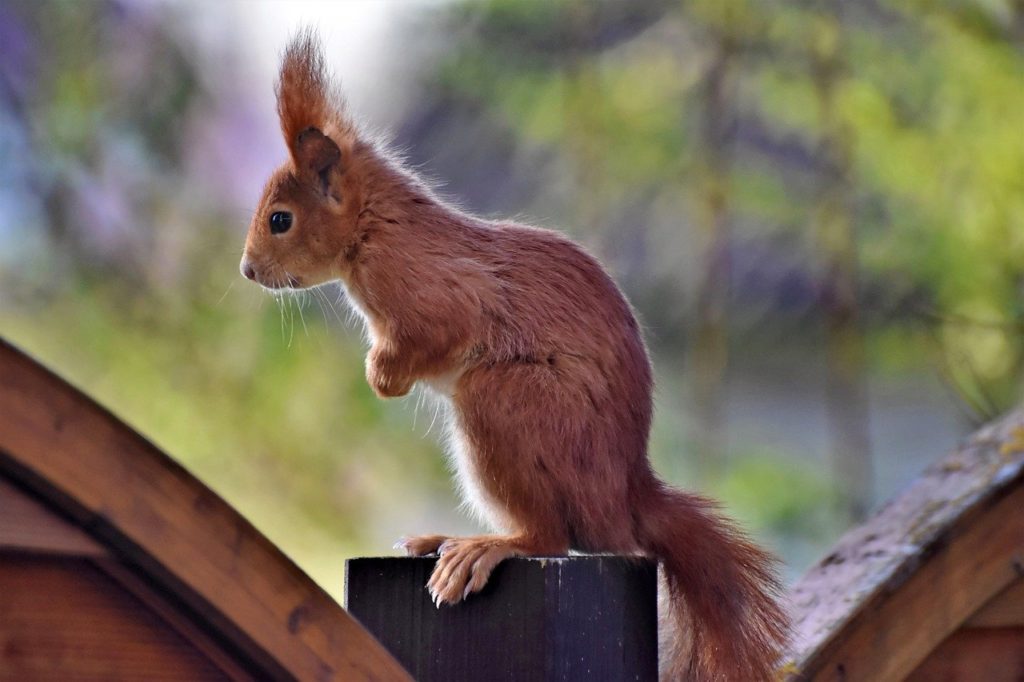 squirrel, verifiable kitten, rodent